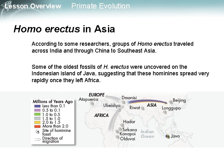 Lesson Overview Primate Evolution Homo erectus in Asia According to some researchers, groups of