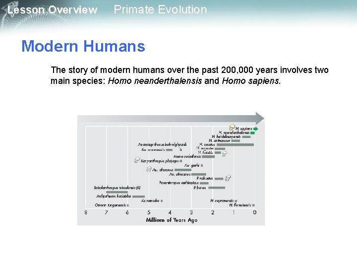 Lesson Overview Primate Evolution Modern Humans The story of modern humans over the past