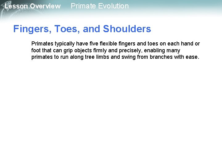 Lesson Overview Primate Evolution Fingers, Toes, and Shoulders Primates typically have five flexible fingers