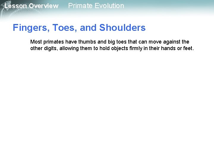 Lesson Overview Primate Evolution Fingers, Toes, and Shoulders Most primates have thumbs and big