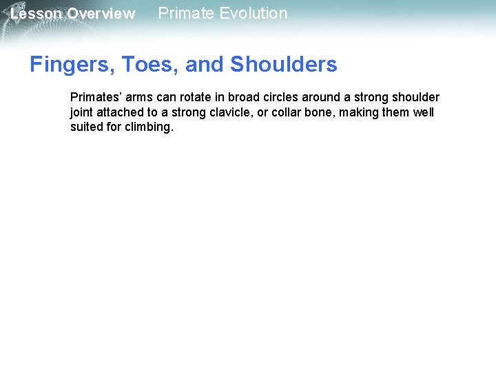 Lesson Overview Primate Evolution Fingers, Toes, and Shoulders Primates’ arms can rotate in broad