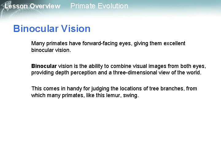 Lesson Overview Primate Evolution Binocular Vision Many primates have forward-facing eyes, giving them excellent