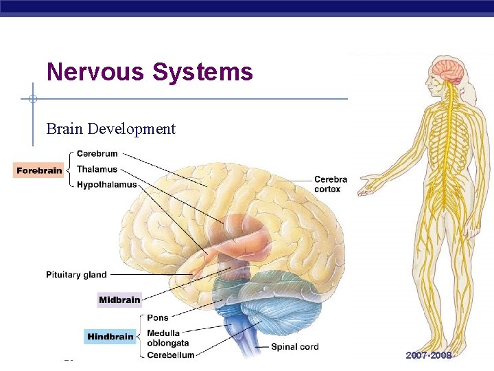 Nervous Systems Brain Development AP Biology 2007 -2008 