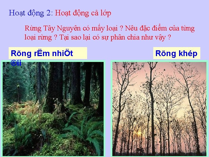 Hoạt động 2: Hoạt động cả lớp Rừng Tây Nguyên có mấy loại ?