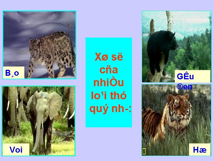 B¸o Voi Xø së cña nhiÒu lo¹i thó quý nh : GÊu ®en Hæ