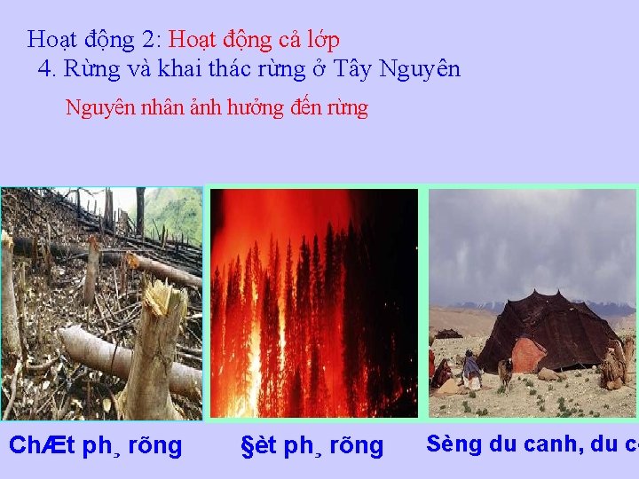 Hoạt động 2: Hoạt động cả lớp 4. Rừng và khai thác rừng ở