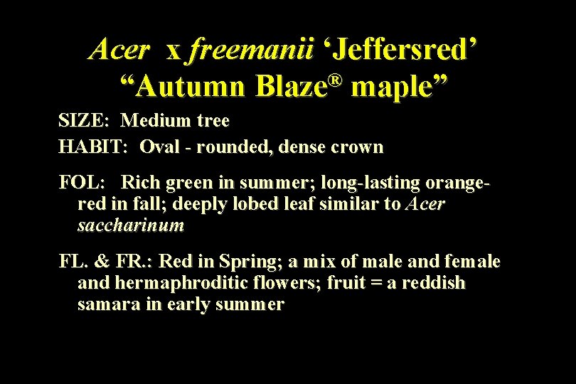 Acer x freemanii ‘Jeffersred’ “Autumn Blaze® maple” SIZE: Medium tree HABIT: Oval - rounded,