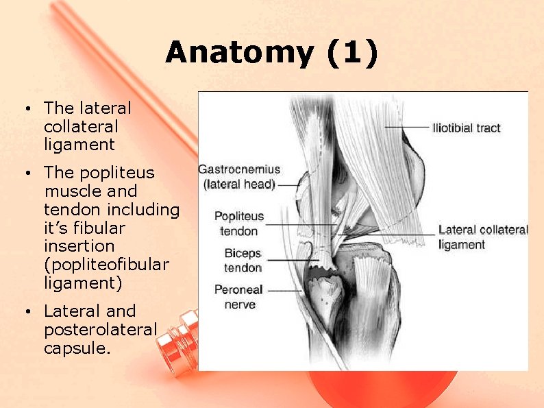 Anatomy (1) • The lateral collateral ligament • The popliteus muscle and tendon including