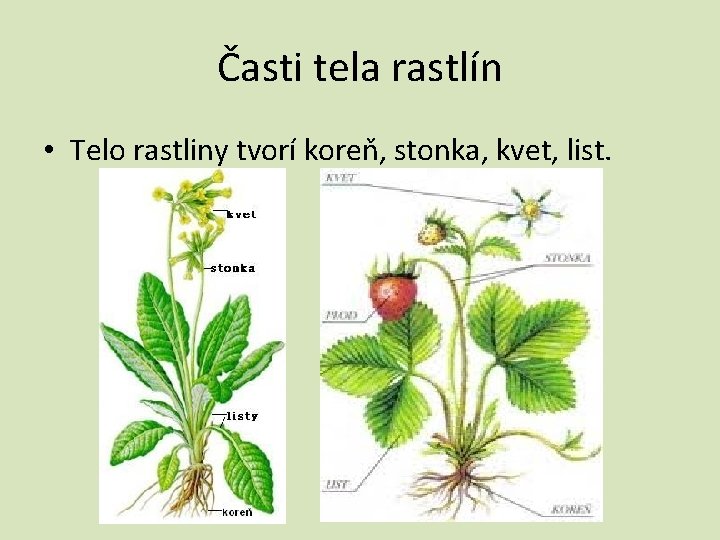 Časti tela rastlín • Telo rastliny tvorí koreň, stonka, kvet, list. 