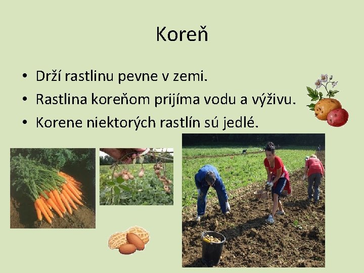 Koreň • Drží rastlinu pevne v zemi. • Rastlina koreňom prijíma vodu a výživu.