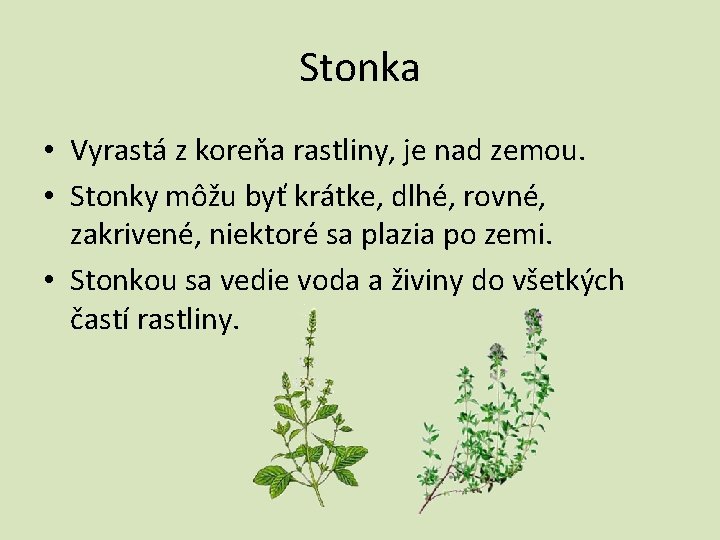 Stonka • Vyrastá z koreňa rastliny, je nad zemou. • Stonky môžu byť krátke,