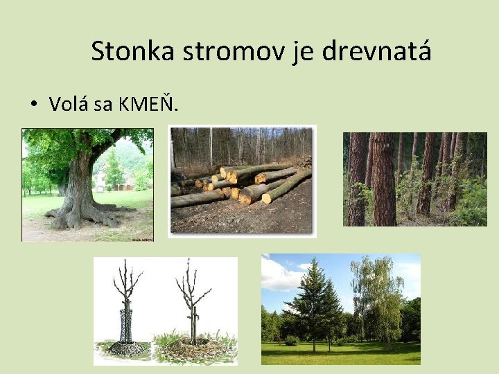 Stonka stromov je drevnatá • Volá sa KMEŇ. 