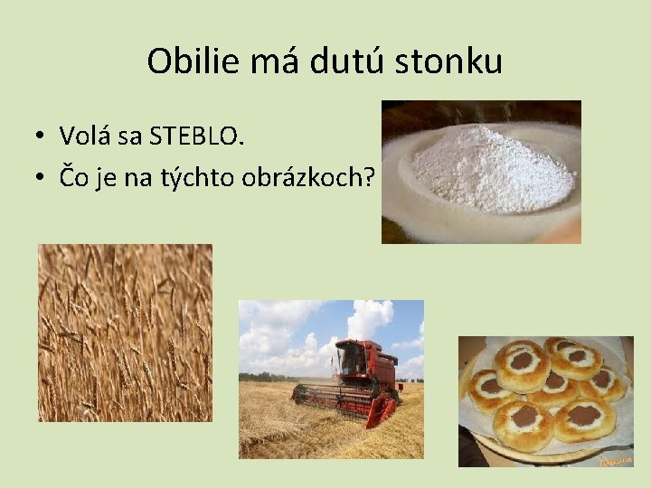 Obilie má dutú stonku • Volá sa STEBLO. • Čo je na týchto obrázkoch?