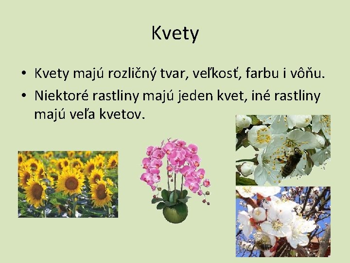 Kvety • Kvety majú rozličný tvar, veľkosť, farbu i vôňu. • Niektoré rastliny majú