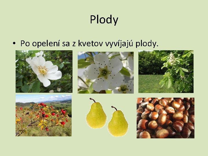 Plody • Po opelení sa z kvetov vyvíjajú plody. 