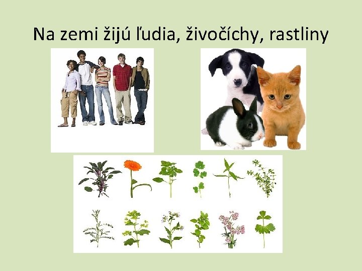 Na zemi žijú ľudia, živočíchy, rastliny 