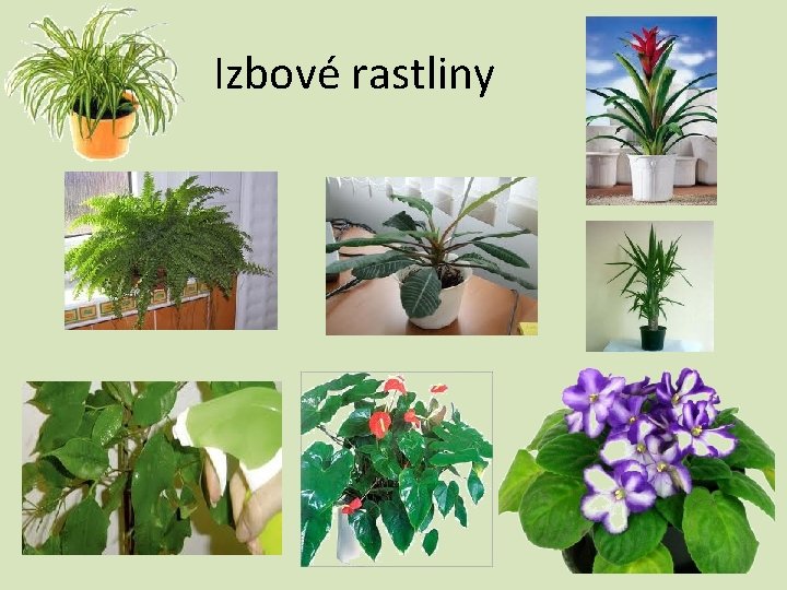 Izbové rastliny 