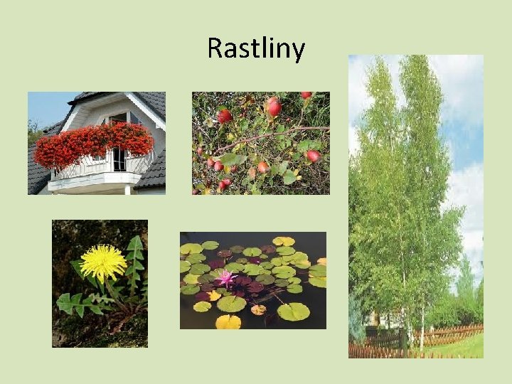 Rastliny 