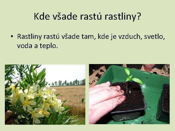 Kde všade rastú rastliny? • Rastliny rastú všade tam, kde je vzduch, svetlo, voda