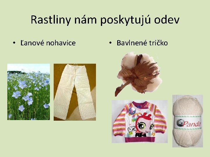 Rastliny nám poskytujú odev • Ľanové nohavice • Bavlnené tričko 