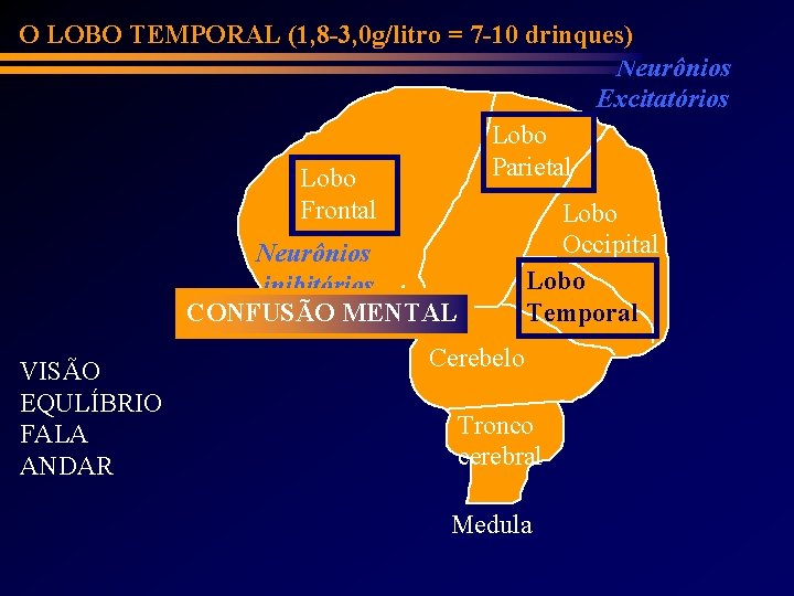 O LOBO TEMPORAL (1, 8 -3, 0 g/litro = 7 -10 drinques) Neurônios Excitatórios