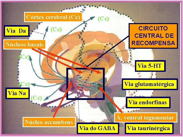Córtex cerebral (Cc) CIRCUITO CENTRAL DE RECOMPENSA (Cc) Via Da Núcleos basais (Cc) Via