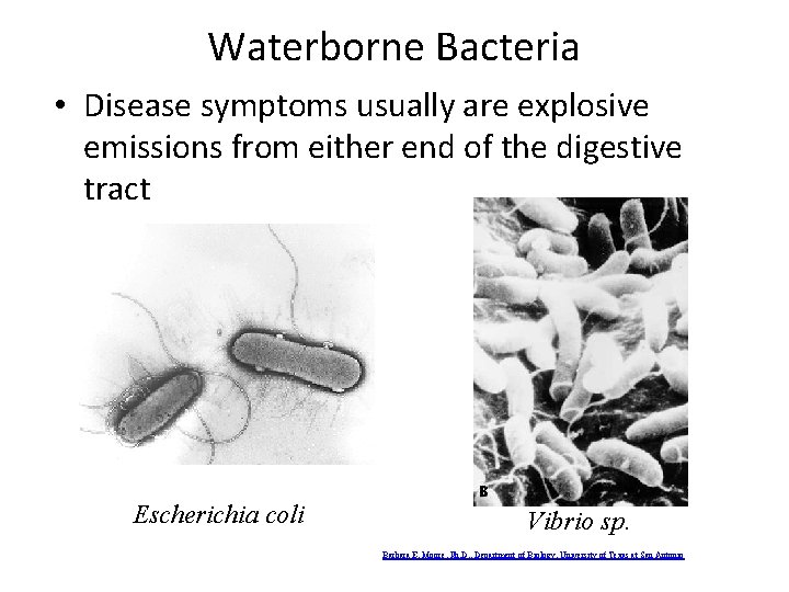 Waterborne Bacteria • Disease symptoms usually are explosive emissions from either end of the