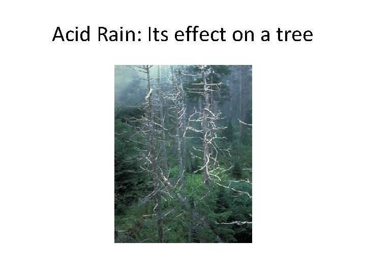 Acid Rain: Its effect on a tree 