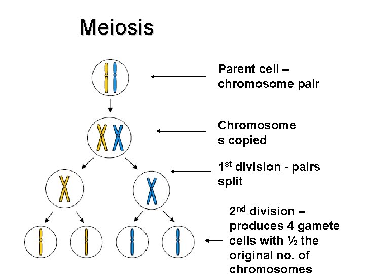 Meiosis Parent cell – chromosome pair Chromosome s copied 1 st division - pairs