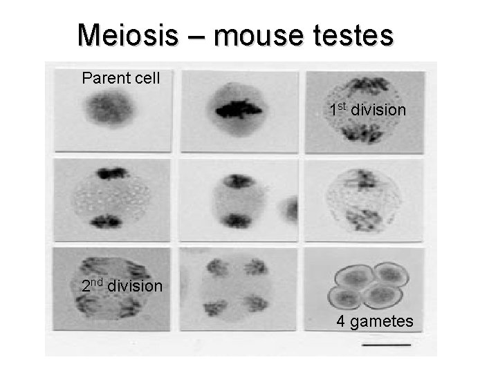 Meiosis – mouse testes Parent cell 1 st division 2 nd division 4 gametes