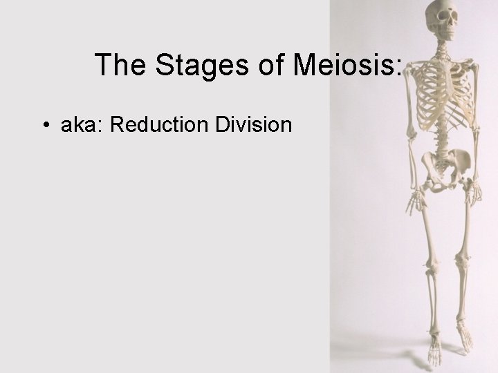 The Stages of Meiosis: • aka: Reduction Division 