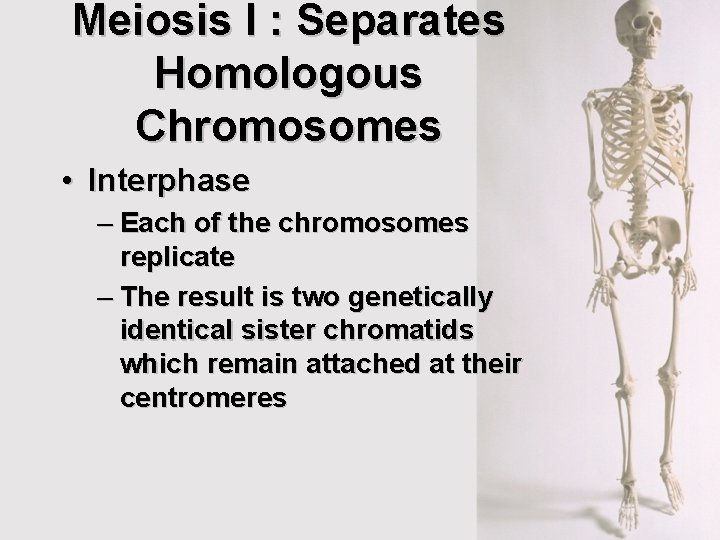 Meiosis I : Separates Homologous Chromosomes • Interphase – Each of the chromosomes replicate