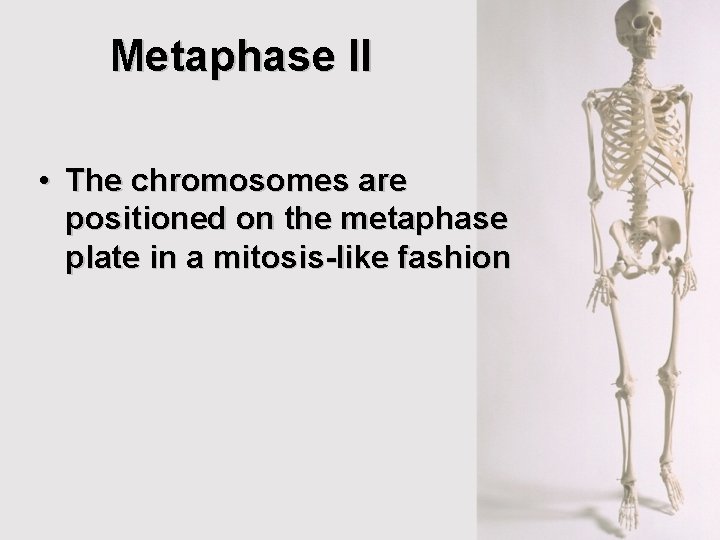 Metaphase II • The chromosomes are positioned on the metaphase plate in a mitosis-like