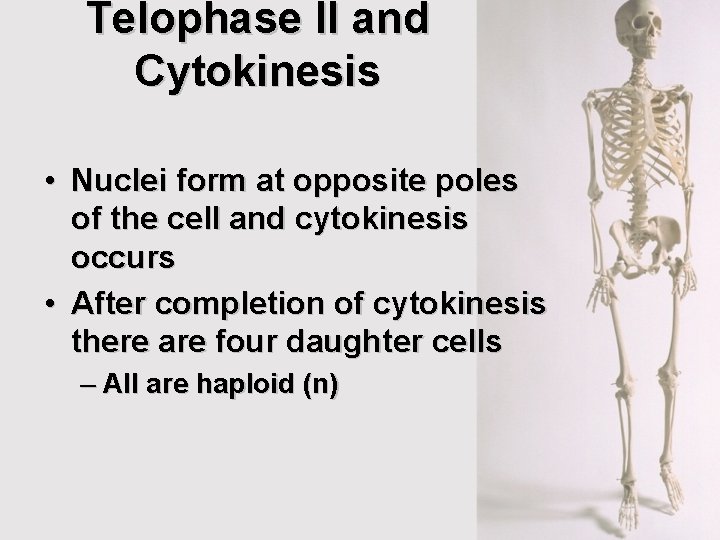 Telophase II and Cytokinesis • Nuclei form at opposite poles of the cell and