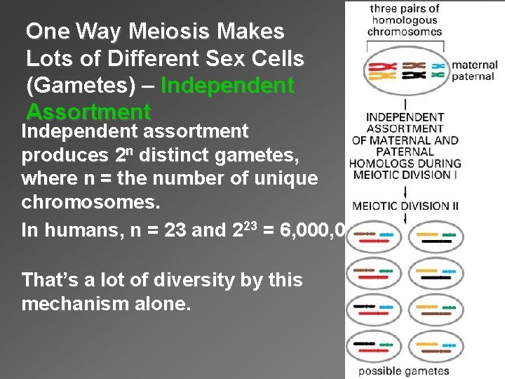 One Way Meiosis Makes Lots of Different Sex Cells (Gametes) – Independent Assortment Independent