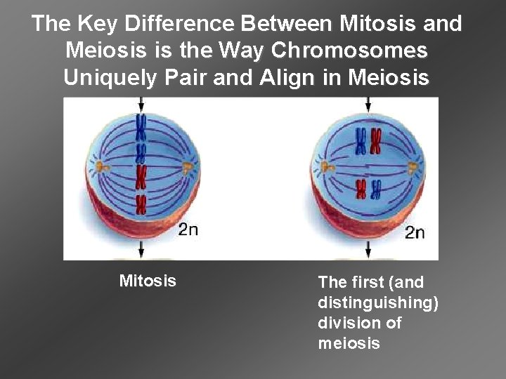 The Key Difference Between Mitosis and Meiosis is the Way Chromosomes Uniquely Pair and