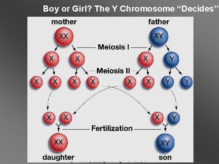 Boy or Girl? The Y Chromosome “Decides” 