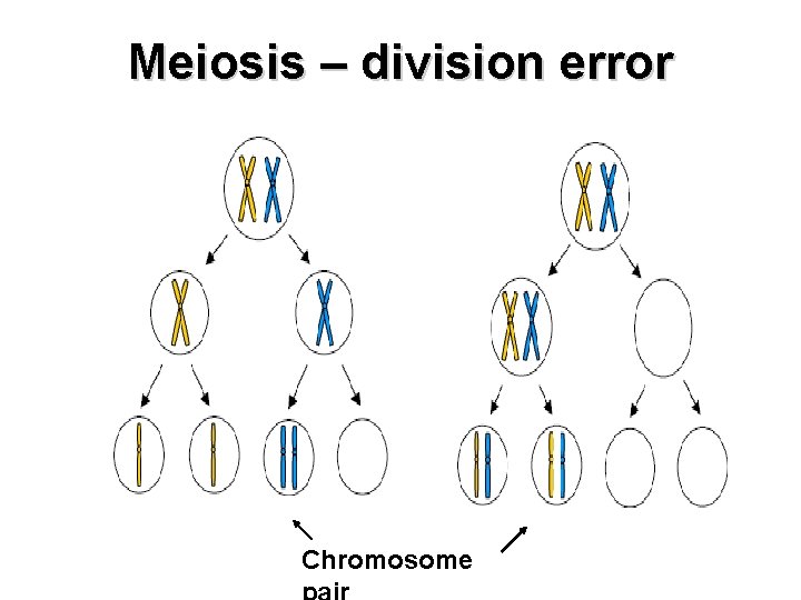 Meiosis – division error Chromosome 