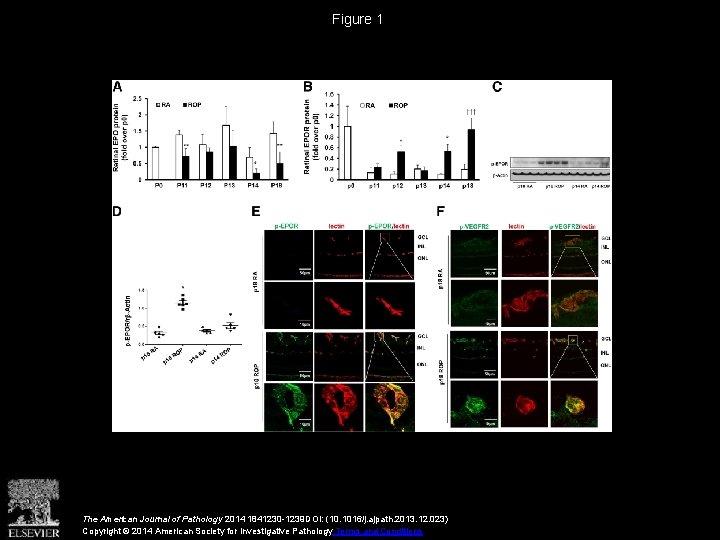 Figure 1 The American Journal of Pathology 2014 1841230 -1239 DOI: (10. 1016/j. ajpath.