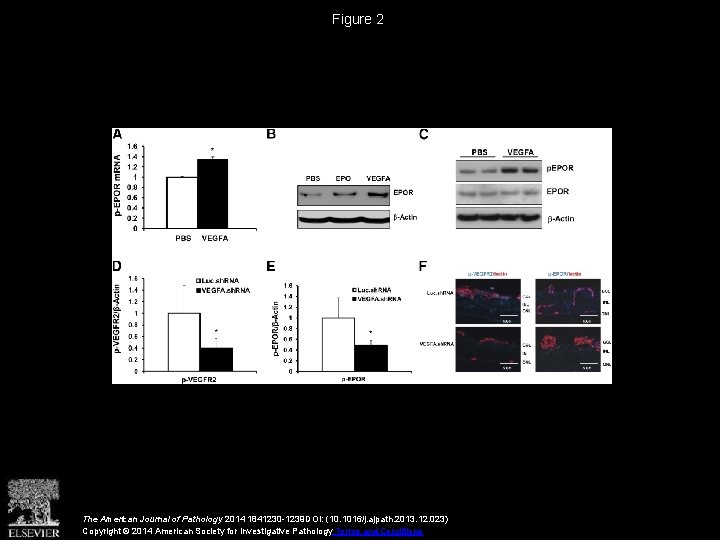 Figure 2 The American Journal of Pathology 2014 1841230 -1239 DOI: (10. 1016/j. ajpath.