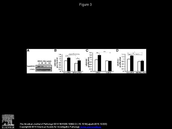 Figure 3 The American Journal of Pathology 2014 1841230 -1239 DOI: (10. 1016/j. ajpath.