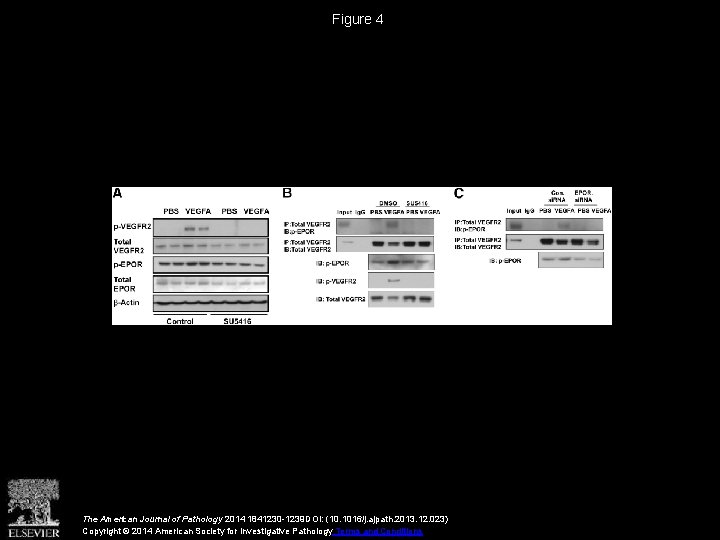 Figure 4 The American Journal of Pathology 2014 1841230 -1239 DOI: (10. 1016/j. ajpath.