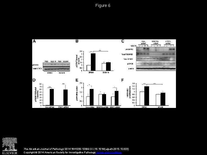 Figure 6 The American Journal of Pathology 2014 1841230 -1239 DOI: (10. 1016/j. ajpath.