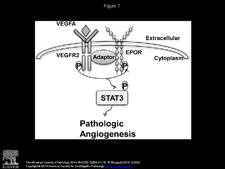 Figure 7 The American Journal of Pathology 2014 1841230 -1239 DOI: (10. 1016/j. ajpath.