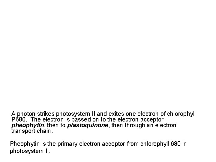A photon strikes photosystem II and exites one electron of chlorophyll P 680. The
