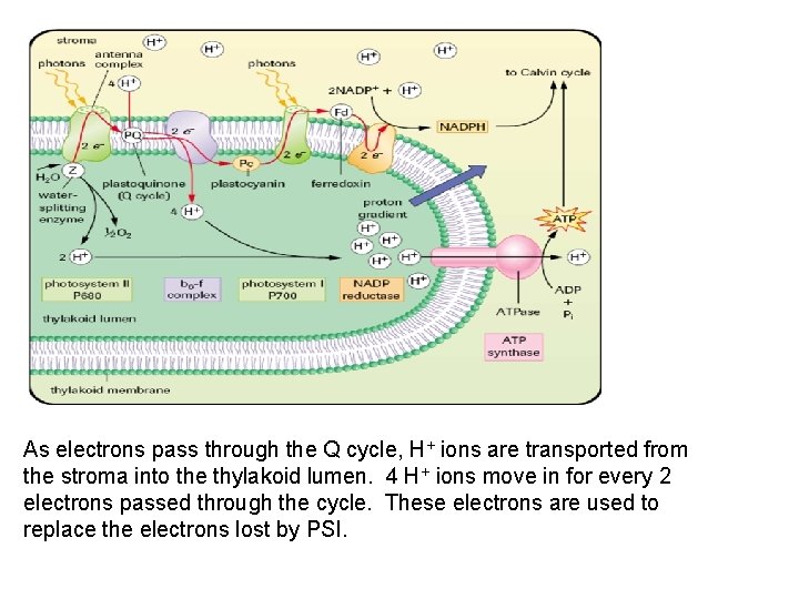 As electrons pass through the Q cycle, H+ ions are transported from the stroma