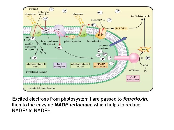 Excited electrons from photosystem I are passed to ferredoxin, then to the enzyme NADP