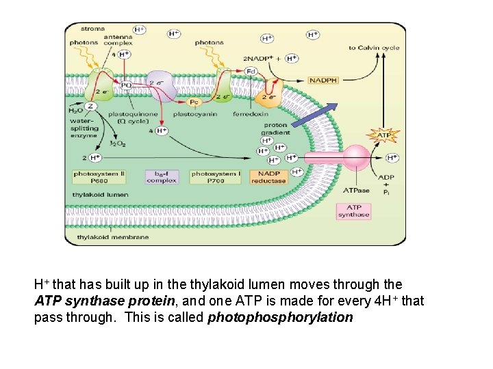 H+ that has built up in the thylakoid lumen moves through the ATP synthase
