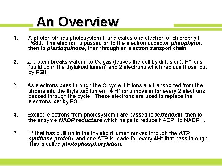 An Overview 1. A photon strikes photosystem II and exites one electron of chlorophyll