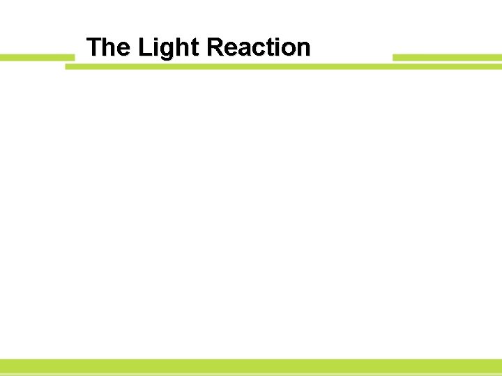 The Light Reaction 